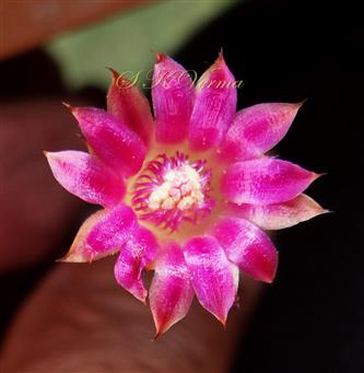  Flower